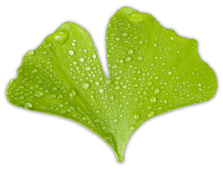 Karin Schellenberg - Ginko Karin Schellenberg - Ginko